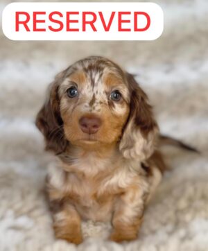 LILY (8WEEKS FEMALE)