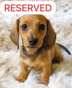 9509df29-5b9c-4d74-9cfd-de6b1b35945e CHARLIE (8WEEKS MALE)