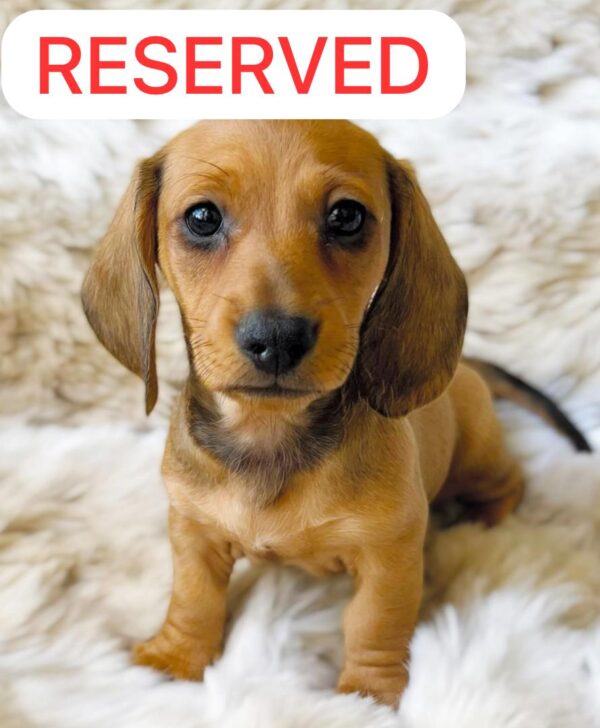 CHARLIE (8WEEKS MALE)