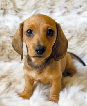 CHARLIE (8WEEKS MALE)