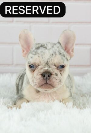 LOLA (8WEEKS FEMALE)