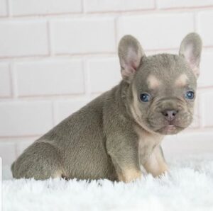 LUNA (8WEEKS FEMALE)