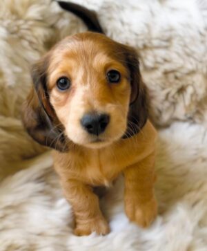 LUNA (8WEEKS FEMALE)