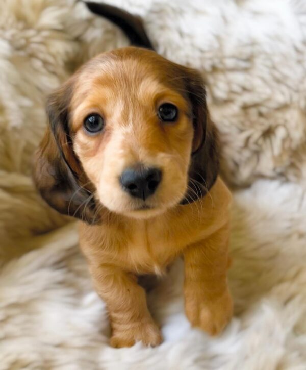 LUNA (8WEEKS FEMALE)