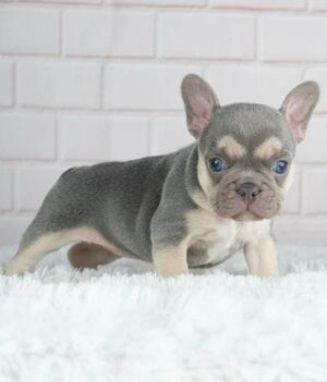 FRANKIE (8WEEKS MALE)