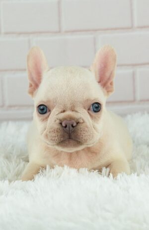 BELLA (8WEEKS FEMALE)