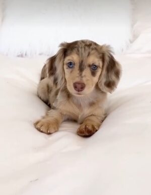 LISA (8WEEKS FEMALE)