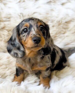 DAISY (8WEEKS FEMALE)