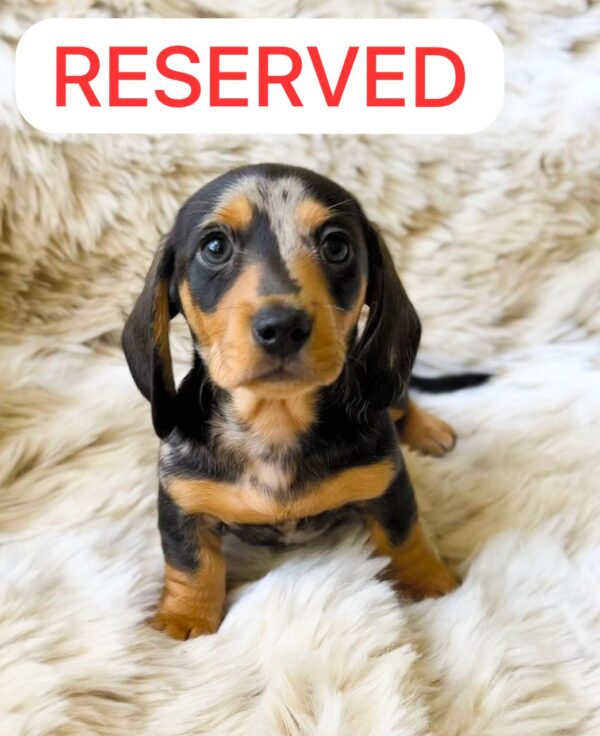 a65bd9e5-f6ba-4caf-a763-157fb906c35d MOLLY (8WEEKS FEMALE)